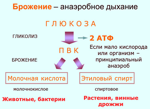 Назначение Е270 Молочной кислоты