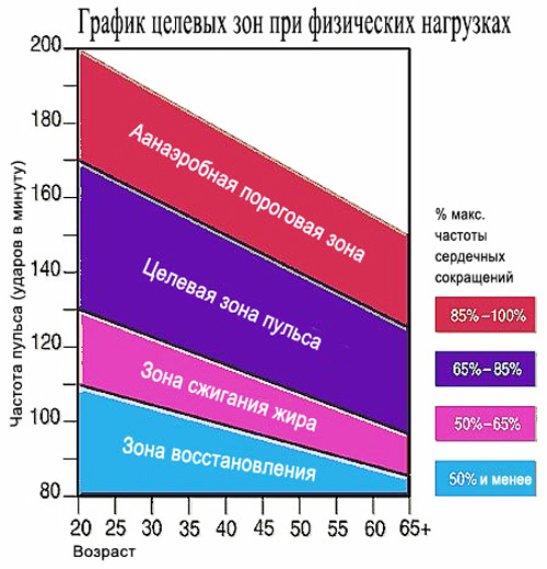 Пульсовые зоны в кардиотренировках