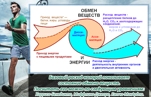 Расчет базового расхода калорий (BMR)