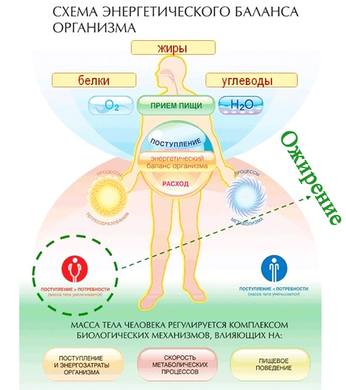 Схема энергетического баланса организма