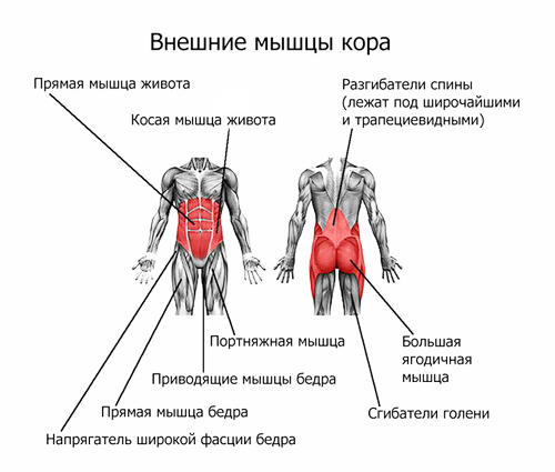 Мышцы кора все время находятся в напряжении