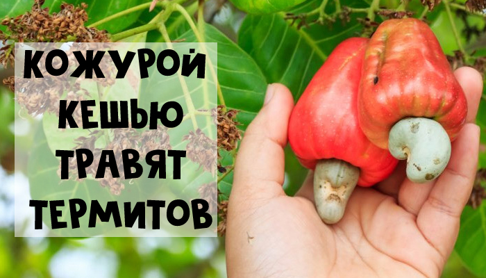 7 продуктов на вашем столе, которые могут вас убить - кешью