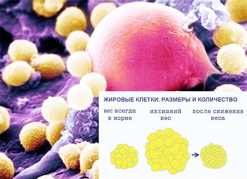 Что происходит с жировыми клетками при похудении