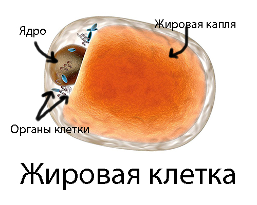 Виды массажа для похудения: Антицеллюлитный ручной массаж