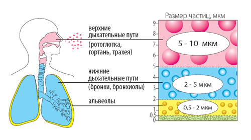 Воздействие небулайзера на систему дыхания и лёгкие