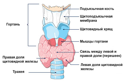 Строение гортани и щитовидная железа