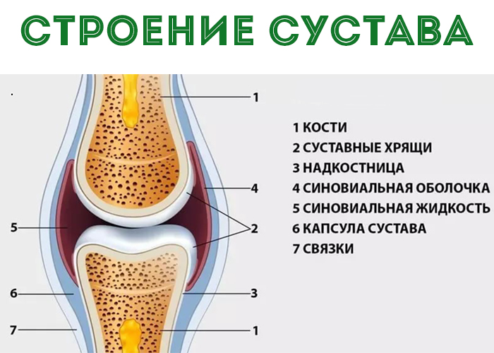 Как устроен сустав