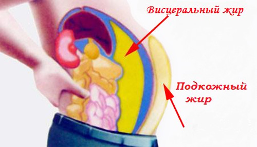 Причина № 4 - жировые отложения на органах брюшной полости