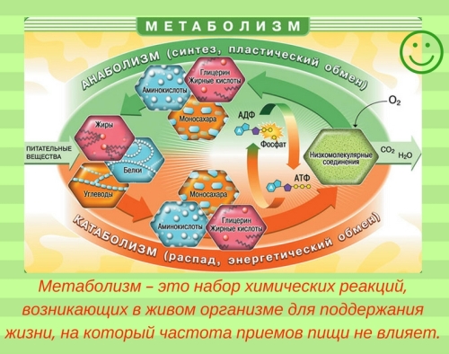 Миф 1. Дробное питание ускоряет метаболизм