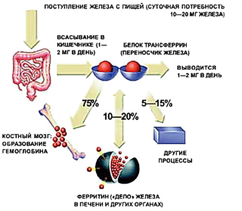 Сколько железа нужно организму