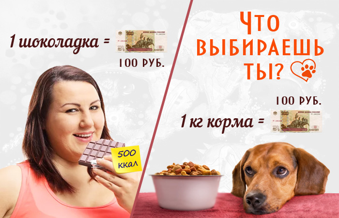 1 шоколадка = 1 кг корма