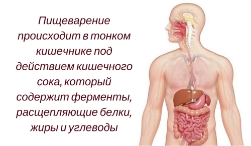 Раздельное питание с научной точки зрения